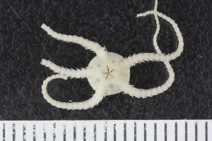  ( - ZMBN_120527)  @11 [ ] CreativeCommons - Attribution Non-Commercial Share-Alike (2018) University of Bergen Natural History Collections