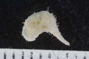  ( - ZMBN_120538)  @11 [ ] CreativeCommons - Attribution Non-Commercial Share-Alike (2018) University of Bergen Natural History Collections