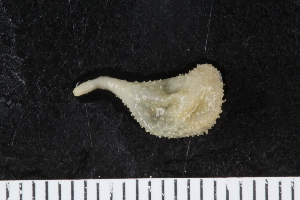  ( - ZMBN_120547)  @11 [ ] CreativeCommons - Attribution Non-Commercial Share-Alike (2018) University of Bergen Natural History Collections