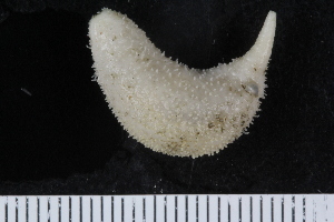  ( - ZMBN_120552)  @11 [ ] CreativeCommons - Attribution Non-Commercial Share-Alike (2018) University of Bergen Natural History Collections