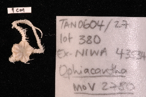  (Ophiacantha sp. MoV 2780 - TOH_1037)  @11 [ ] Copyright (2010) Tim O Hara Museum Victoria