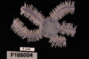  (Ophiothrix lineocaerulea - TOH_638)  @13 [ ] Copyright (2010) Tim O Hara Museum Victoria