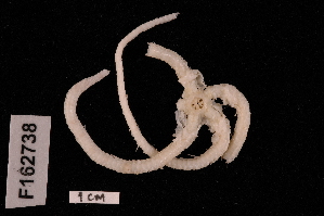  (Ophiotoma sp. MoV 5504 - TOH_700)  @11 [ ] Copyright (2010) Tim O Hara Museum Victoria