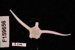  (Amphiophiura spatulifera - TOH_743)  @11 [ ] Copyright (2010) Tim O Hara Museum Victoria