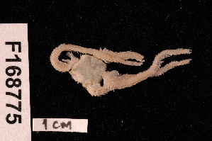  (Ophiopteron elegans - TOH_825)  @13 [ ] Copyright (2010) Tim O Hara Museum Victoria