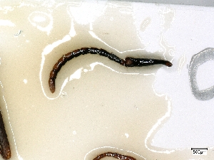  ( - cvb418EB002)  @11 [ ] No Rights Reserved  Christoph von Beeren TU Darmstadt