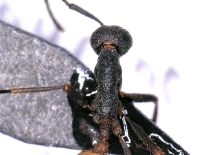  ( - cvb418EB002)  @11 [ ] No Rights Reserved  Christoph von Beeren TU Darmstadt