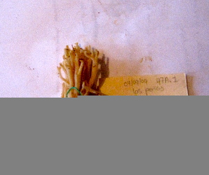  ( - AR09712)  @11 [ ] Copyright (2008) Cristina Burrola UNAM