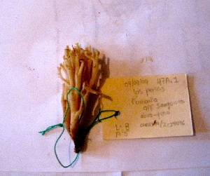  ( - AR09712)  @11 [ ] Copyright (2008) Cristina Burrola UNAM