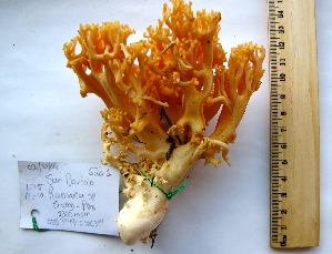  (Ramaria sp. 12 - AR09817)  @11 [ ] Copyright (2008) Cristina Burrola UNAM