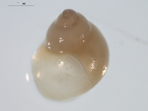  ( - 11ECMOL-0109)  @12 [ ] CreativeCommons - Attribution  Unspecified Centre for Biodiversity Genomics