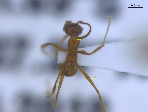  (Pheidole cf. biconstricta - CTGA - I_005)  @11 [ ] 90174 (2023) Aline Ximenes SISBIO