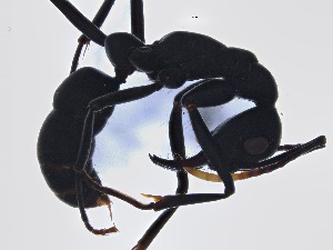  ( - IAvH-E-248696)  @11 [ ] Copyright (2050) Instituto de Investigacion Alexander von Humboldt (IAvH) Instituto de Investigacion Alexander von Humboldt (IAvH)