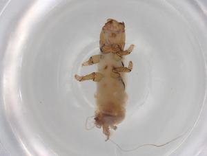  ( - ECORG003-A11)  @11 [ ] CreativeCommons - Attribution (2022) Centre for Biodiversity Genomics Centre for Biodiversity Genomics