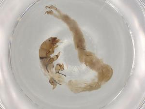  ( - ECORG006-D6)  @11 [ ] CreativeCommons - Attribution (2022) Centre for Biodiversity Genomics Centre for Biodiversity Genomics