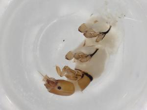  ( - ECORG010-A6)  @11 [ ] CreativeCommons - Attribution (2022) Centre for Biodiversity Genomics Centre for Biodiversity Genomics