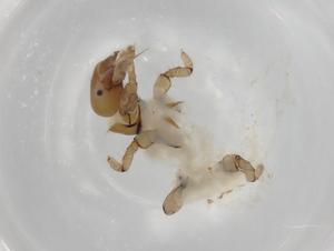  ( - ECORG010-A7)  @11 [ ] CreativeCommons - Attribution (2022) Centre for Biodiversity Genomics Centre for Biodiversity Genomics