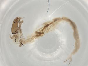  ( - ECORG011-C1)  @11 [ ] CreativeCommons - Attribution (2022) Centre for Biodiversity Genomics Centre for Biodiversity Genomics