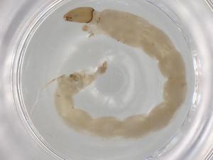  ( - ECORG039-H8)  @11 [ ] CreativeCommons - Attribution (2022) Centre for Biodiversity Genomics Centre for Biodiversity Genomics