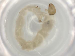  ( - ECORG040-A12)  @11 [ ] CreativeCommons - Attribution (2022) Centre for Biodiversity Genomics Centre for Biodiversity Genomics