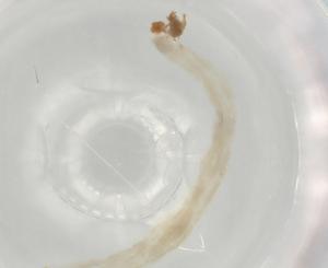  ( - ECORG040-B9)  @11 [ ] CreativeCommons - Attribution (2022) Centre for Biodiversity Genomics Centre for Biodiversity Genomics