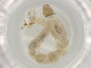  ( - ECORG040-B12)  @11 [ ] CreativeCommons - Attribution (2022) Centre for Biodiversity Genomics Centre for Biodiversity Genomics