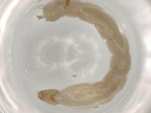  ( - ECORG042-A5)  @11 [ ] CreativeCommons - Attribution (2022) Centre for Biodiversity Genomics Centre for Biodiversity Genomics