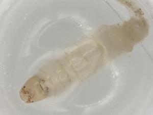  ( - ECORG042-A11)  @11 [ ] CreativeCommons - Attribution (2022) Centre for Biodiversity Genomics Centre for Biodiversity Genomics