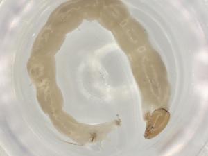  ( - ECORG043-E6)  @11 [ ] CreativeCommons - Attribution (2022) Centre for Biodiversity Genomics Centre for Biodiversity Genomics