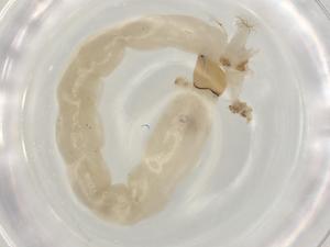  ( - ECORG043-F4)  @11 [ ] CreativeCommons - Attribution (2022) Centre for Biodiversity Genomics Centre for Biodiversity Genomics