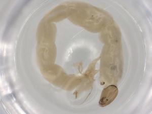  ( - ECORG044-B1)  @11 [ ] CreativeCommons - Attribution (2022) Centre for Biodiversity Genomics Centre for Biodiversity Genomics