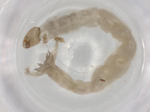  ( - ECORG044-D7)  @11 [ ] CreativeCommons - Attribution (2022) Centre for Biodiversity Genomics Centre for Biodiversity Genomics