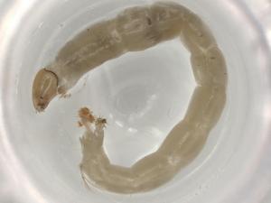  ( - ECORG045-A12)  @11 [ ] CreativeCommons - Attribution (2022) Centre for Biodiversity Genomics Centre for Biodiversity Genomics