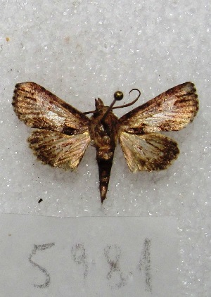  ( - MACN-Bar-Lep-ct 05981)  @13 [ ] Copyright (2014) MACN Museo Argentino de Ciencias Naturales "Bernardino Rivadavia"