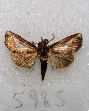  ( - MACN-Bar-Lep-ct 05985)  @13 [ ] Copyright (2014) MACN Museo Argentino de Ciencias Naturales "Bernardino Rivadavia"