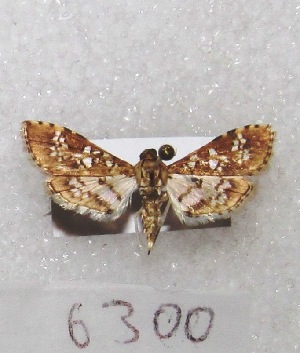 ( - MACN-Bar-Lep-ct 06300)  @13 [ ] Copyright (2014) MACN Museo Argentino de Ciencias Naturales "Bernardino Rivadavia"