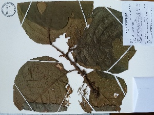  (Sloanea cf. pubescens - AP-10465)  @11 [ ] Copyright (2021) Unspecified Columbus State University