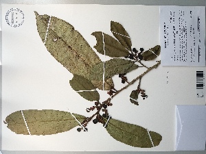  (Sorocea pubivena subsp. hirtella - AP-10475)  @11 [ ] Copyright (2028) Unspecified Columbus State University