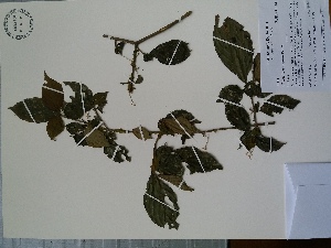  (Chomelia tenuiflora - AP-10494)  @11 [ ] Copyright (2047) Unspecified Columbus State University
