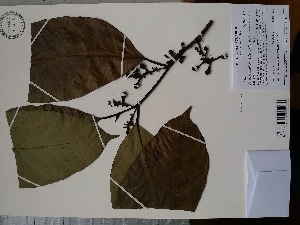  (Sorocea pubivena subsp. oligotricha - AP-10516)  @11 [ ] Copyright (2068) Unspecified Columbus State University