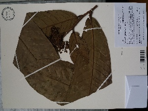  (Licania longipedicellata - AP-10530)  @11 [ ] Copyright (2079) Unspecified Columbus State University