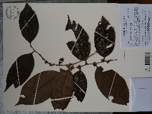  (Chrysophyllum argenteum - AP-10559)  @11 [ ] Copyright (2108) Unspecified Columbus State University