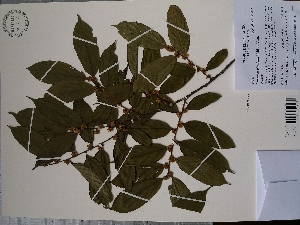  (Casearia ulmifolia - AP-10568)  @11 [ ] Copyright (2027) Unspecified Columbus State University