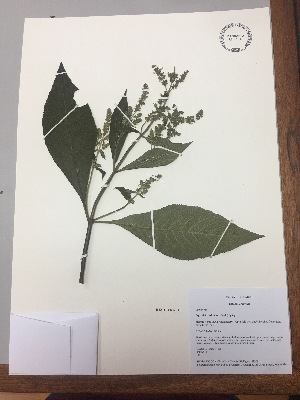  (Lepechinia vesiculosa - RLJ-11135)  @11 [ ] Copyright (2017) Unspecified Columbus State University