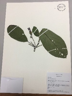  (Delostoma integrifolium - RLJ-11143)  @11 [ ] Copyright (2017) Unspecified Columbus State University