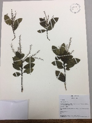  (Clethra ovalifolia - RLJ-11176)  @11 [ ] Copyright (2017) Unspecified Columbus State University