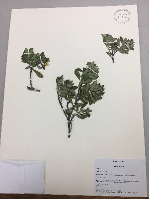  (Columelliaceae - RLJ-11244)  @11 [ ] Copyright (2017) Unspecified Columbus State University