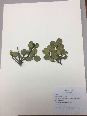  (Hesperomeles obtusifolia - RLJ-11247)  @11 [ ] Copyright (2017) Unspecified Columbus State University