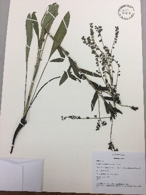  (Cynoglossum amabile - RLJ-11328)  @11 [ ] Copyright (2017) Unspecified Columbus State University