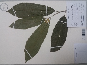  (Neosprucea grandiflora - AP-9202)  @11 [ ] Copyright (2091) Unspecified Columbus State University